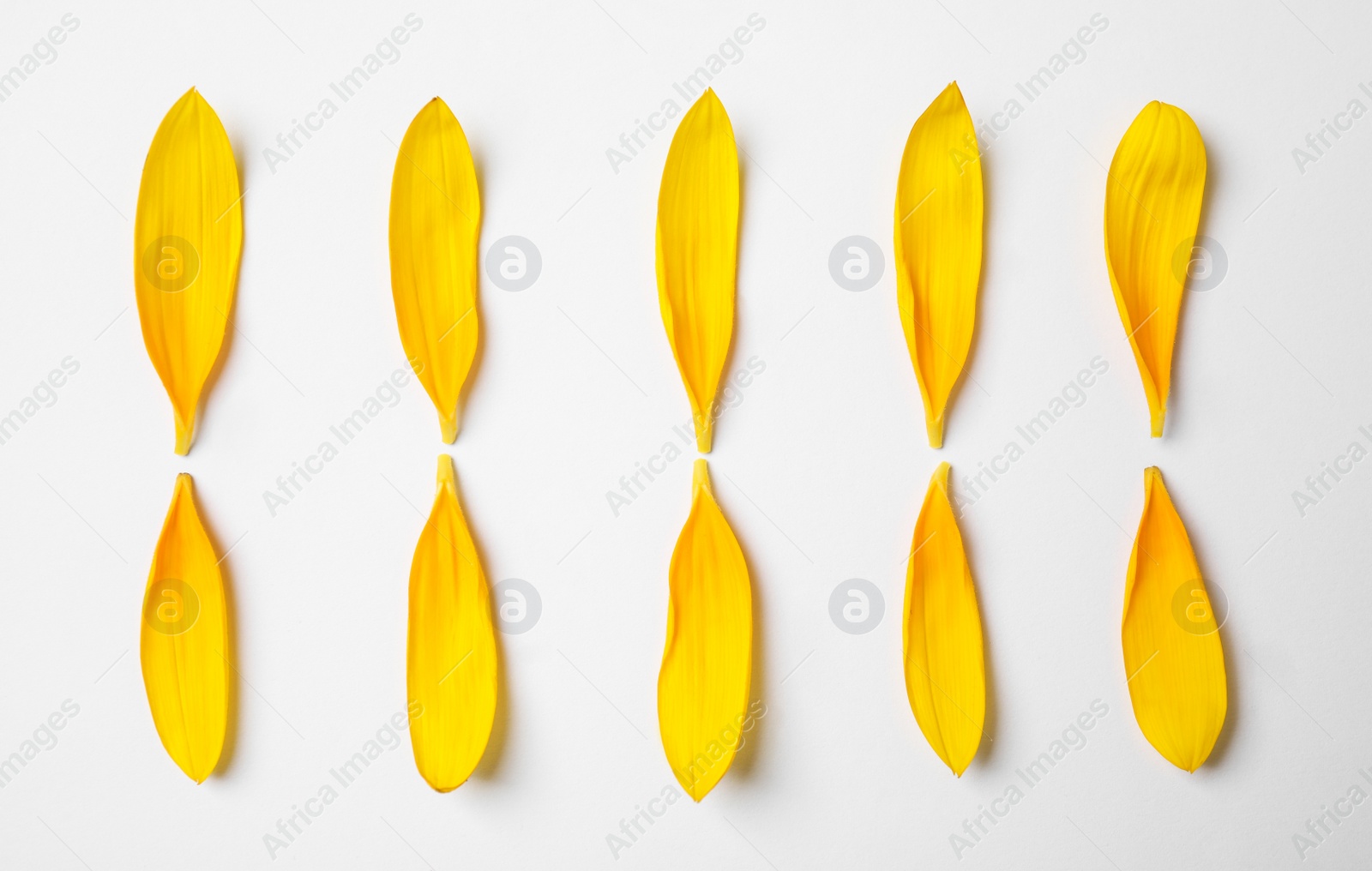 Photo of Fresh yellow sunflower petals isolated on white, top view