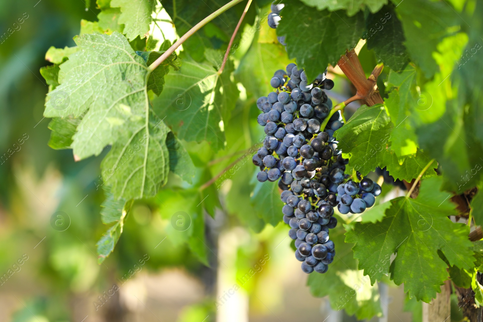 Photo of Fresh ripe juicy grapes growing in vineyard