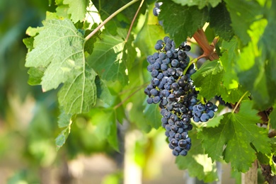 Photo of Fresh ripe juicy grapes growing in vineyard