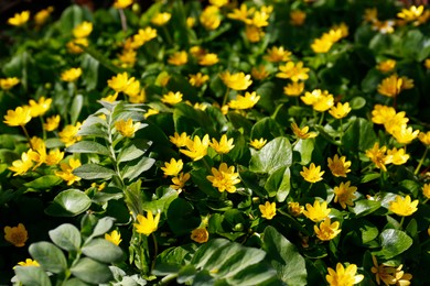 Beautiful lesser celandine flowers outdoors, closeup view