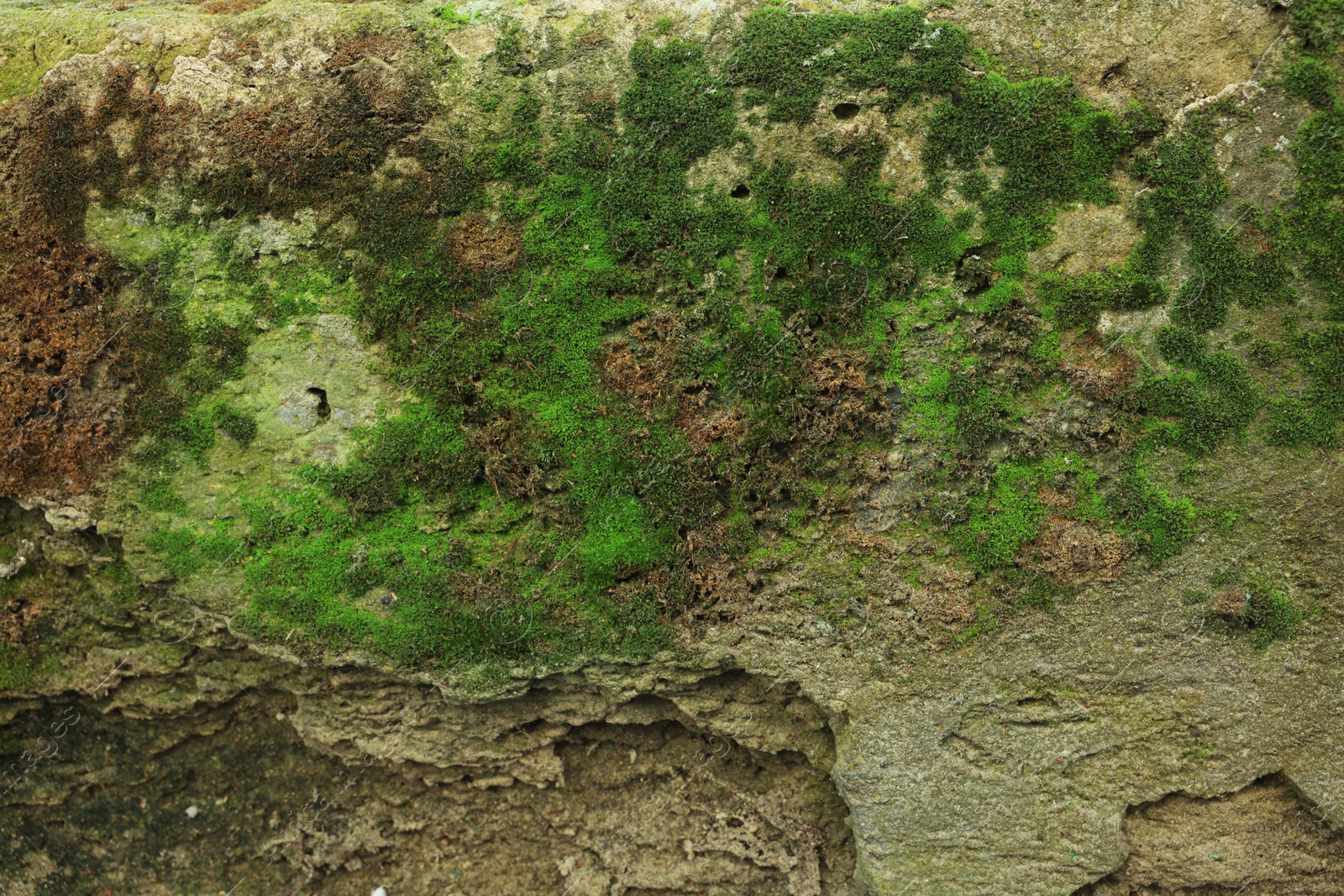 Photo of Textured wall with green moss as background, closeup