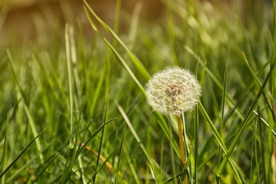 Photo of Closeup view of dandelion on green meadow, space for text. Allergy trigger