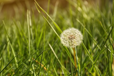 Closeup view of dandelion on green meadow, space for text. Allergy trigger