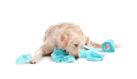 Photo of Cute dog playing with roll of toilet paper on white background