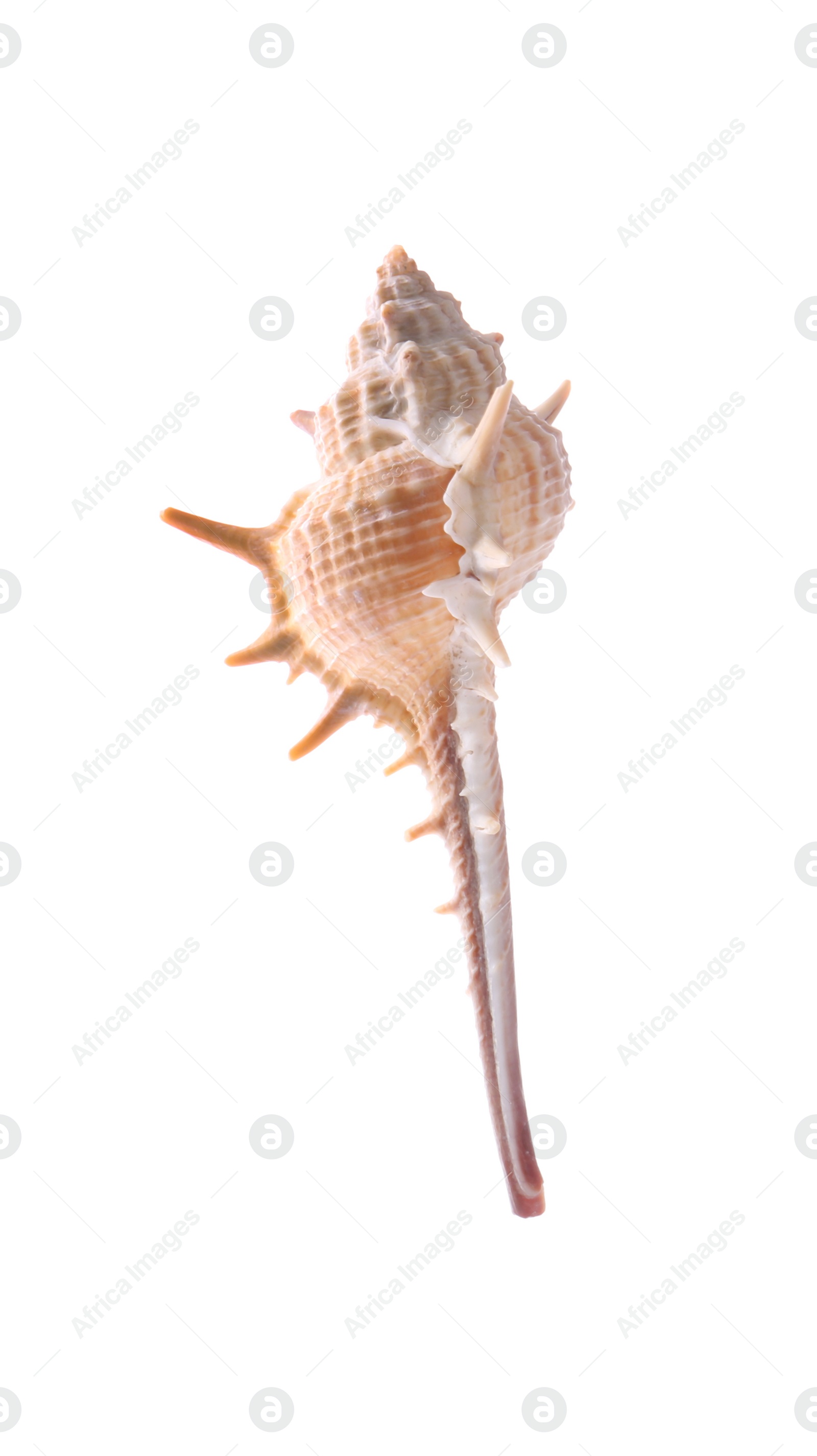 Photo of Beautiful exotic sea shell isolated on white