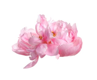 Photo of Beautiful pink peony flower isolated on white