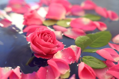 Photo of Pink rose and petals in water, closeup