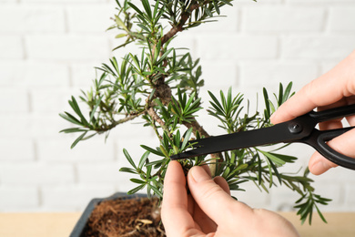 Woman trimming Japanese bonsai plant, closeup. Creating zen atmosphere at home