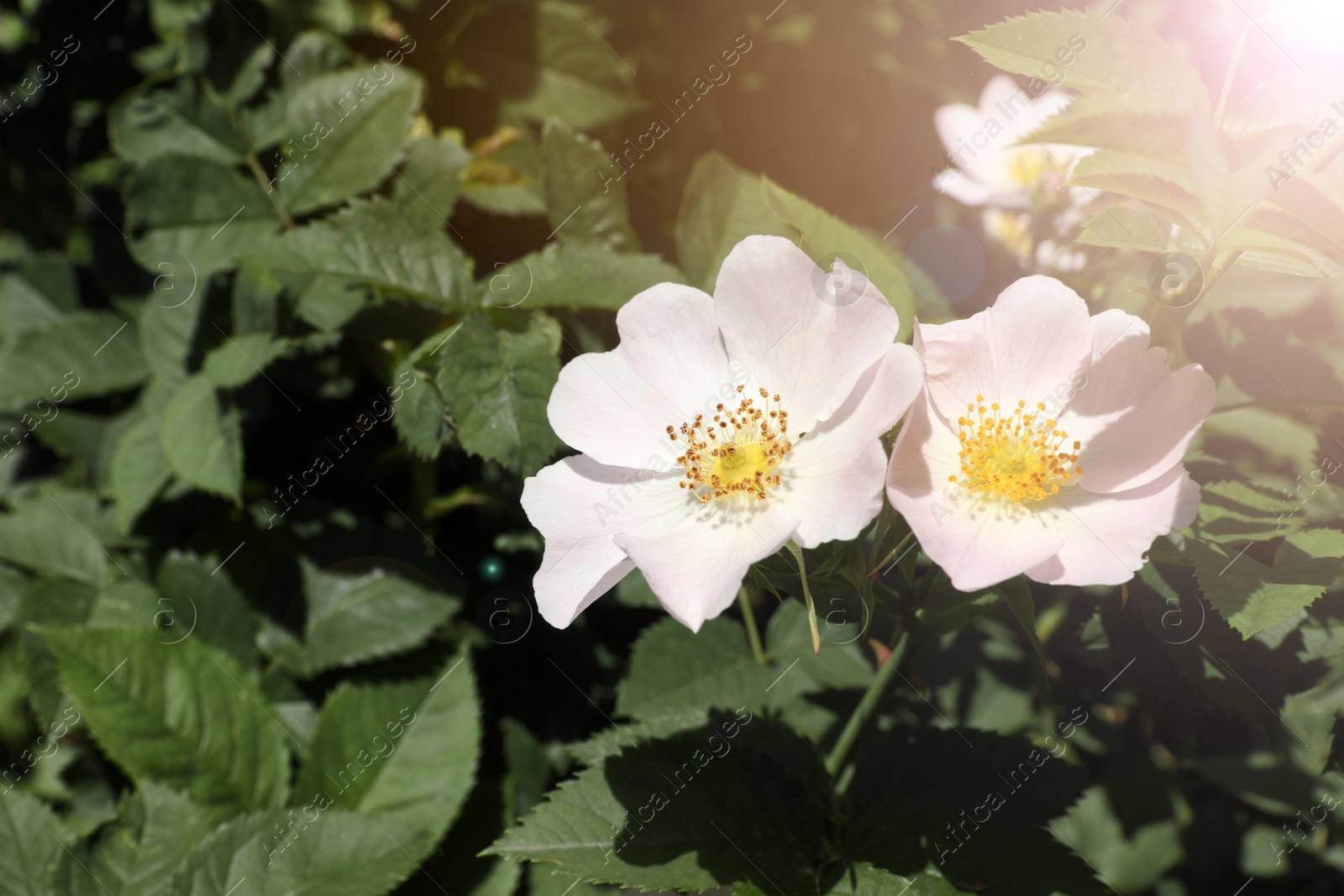 Photo of Beautiful blooming rose hip flowers on bush outdoors