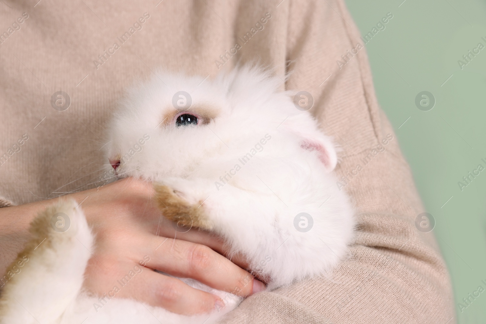 Photo of Woman with fluffy white rabbit, closeup. Cute pet