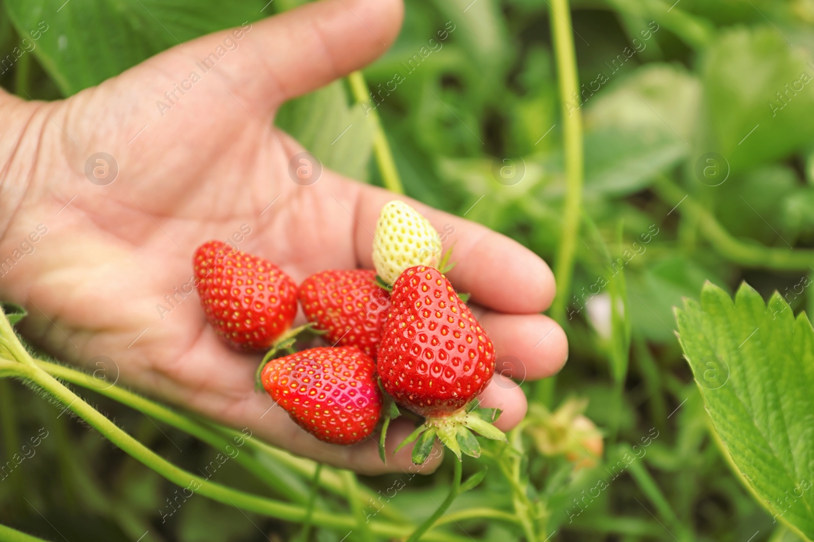 Photo of Farmer with ripening strawberries in garden