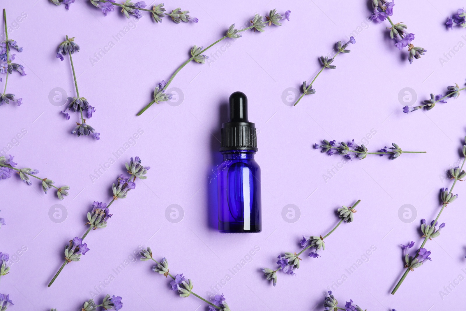 Photo of Bottle of essential oil and lavender flowers on lilac background, flat lay