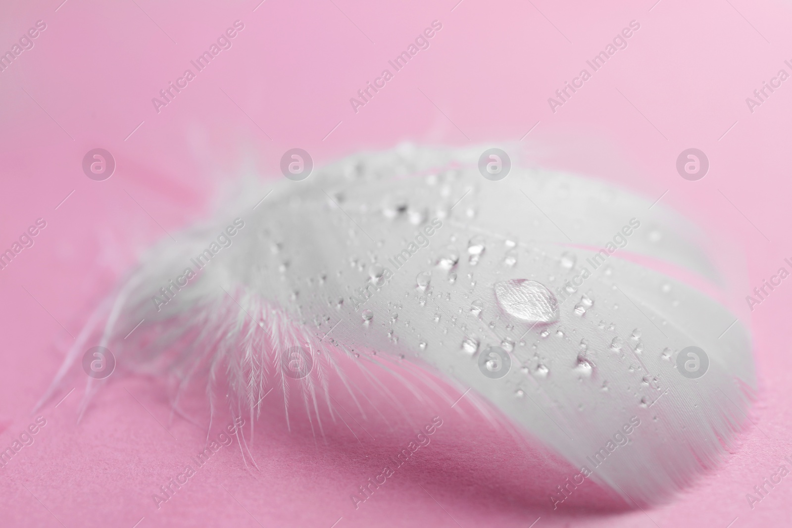 Photo of Fluffy feather with water drops on pink background, closeup