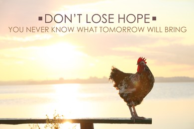 Image of Don't Lose Hope You Never Know What Tomorrow Will Bring. Inspirational quote saying about patience, belief in yourself and next day. Text against view of rooster outdoors in morning 