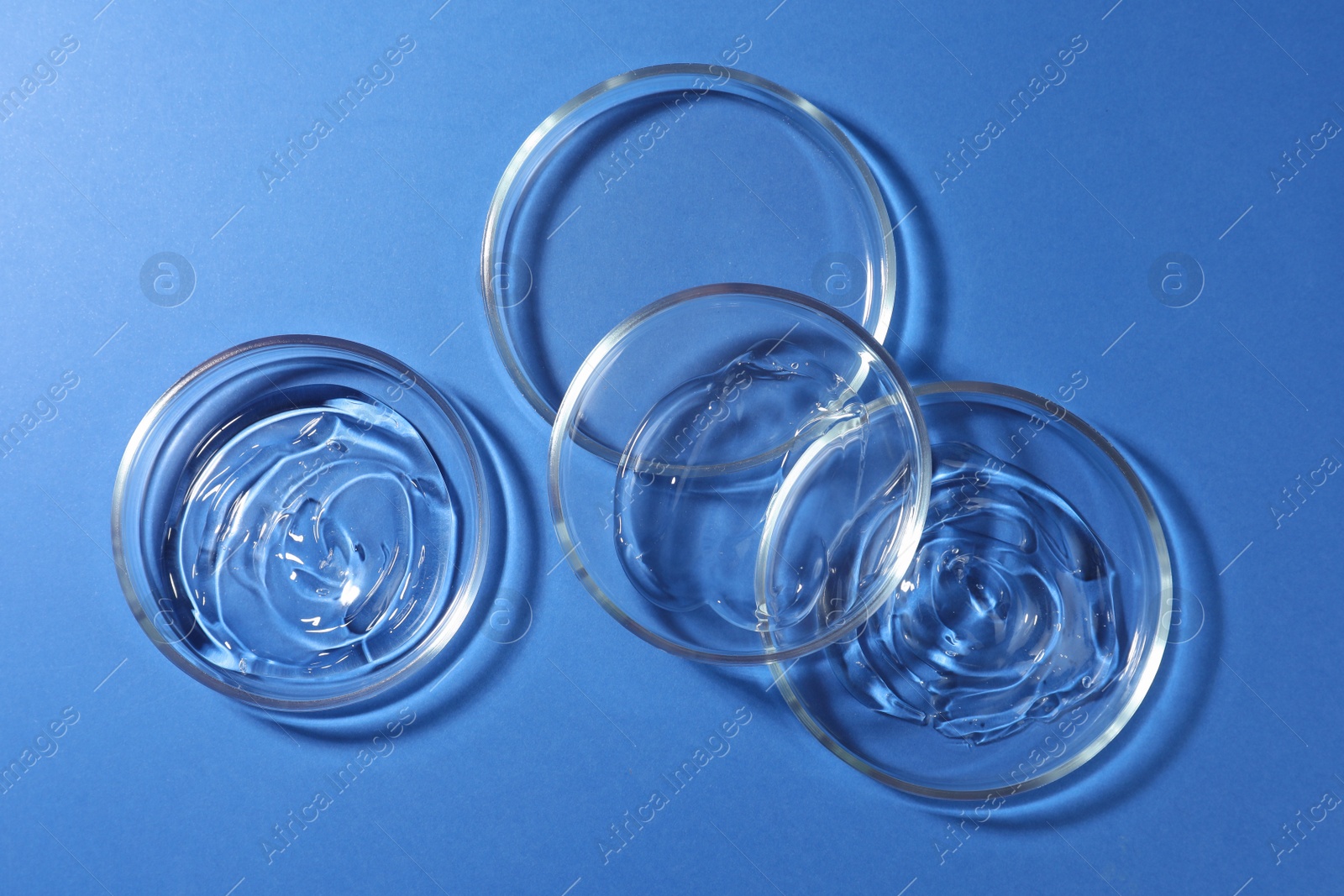 Photo of Petri dishes with liquids on blue background, flat lay