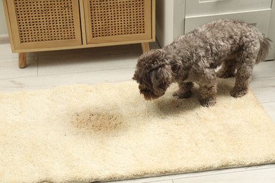 Photo of Cute dog near wet spot on beige carpet at home