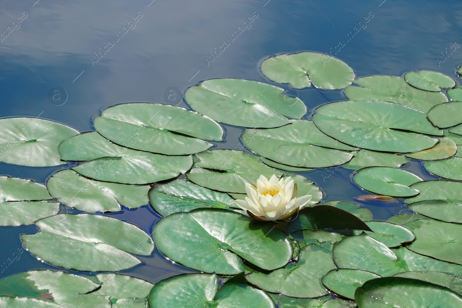 Photo of Pond with beautiful lotus flower and leaves