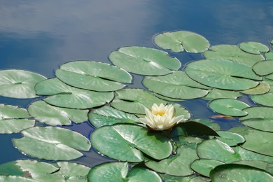 Photo of Pond with beautiful lotus flower and leaves