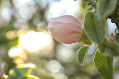 Photo of Closeup view of beautiful blossoming quince tree outdoors on spring day