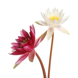 Photo of Beautiful blooming lotus flowers isolated on white