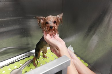 Photo of Professional groomer washing cute little dog in pet beauty salon