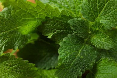 Photo of Fresh green lemon balm leaves as background, closeup