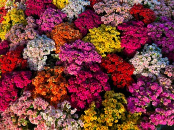 Photo of Different colorful tropical flowers as background. Spring season