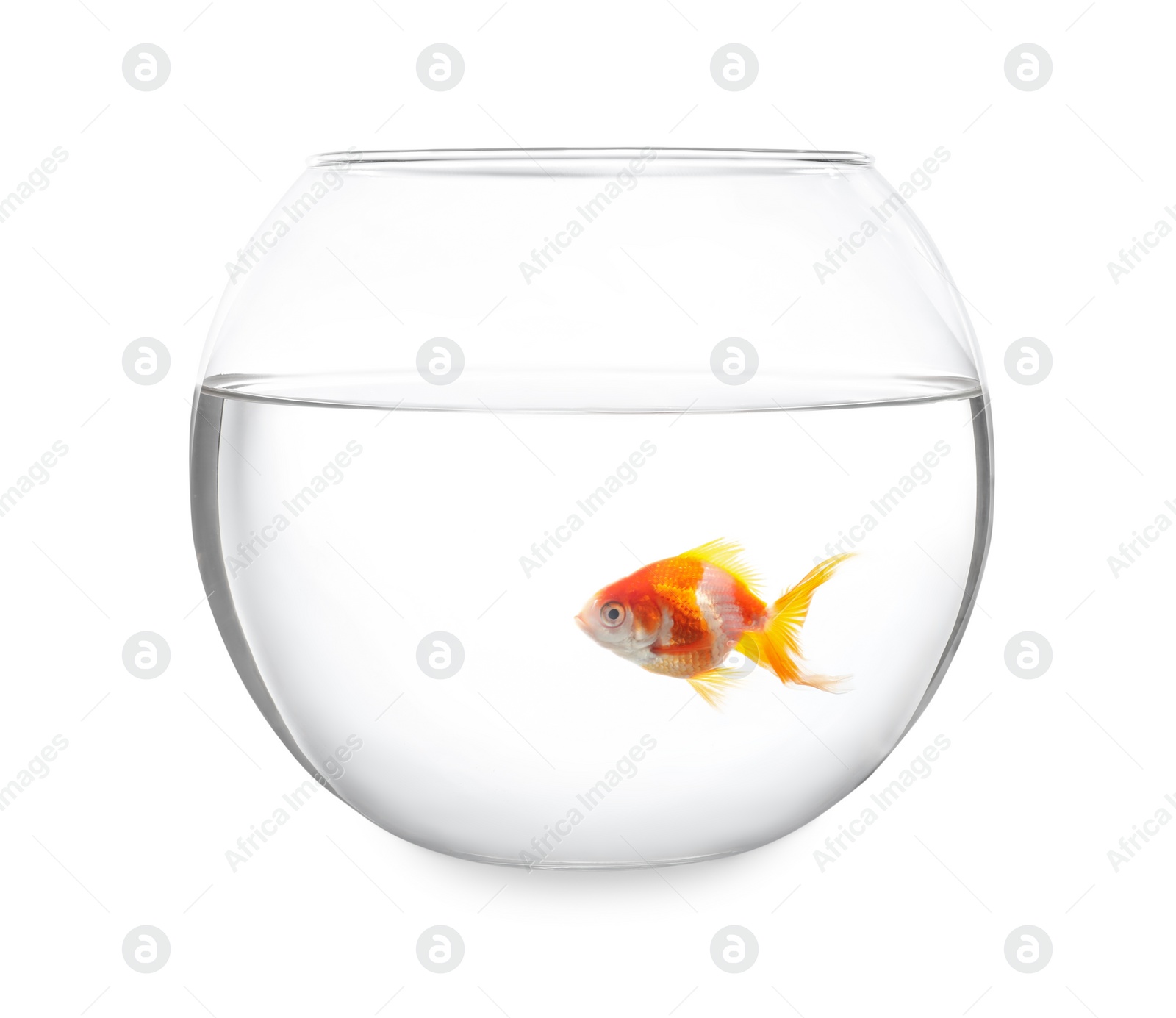 Photo of Beautiful bright small goldfish in round glass aquarium isolated on white