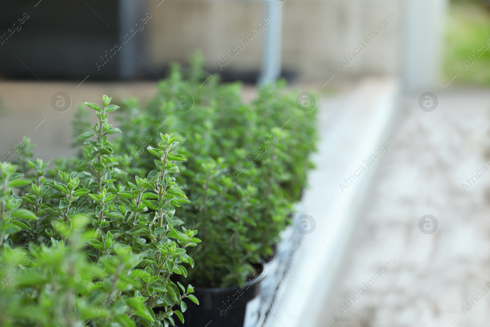 Photo of Beautiful potted oregano plants on blurred background, closeup. Space for text