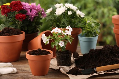 Photo of Beautiful flowers, pots, soil and trowel on wooden table outdoors