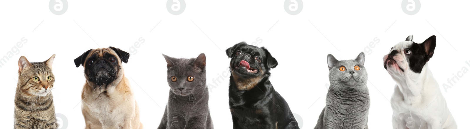Image of Cute funny cats and dogs on white background. Banner design