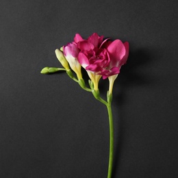 Photo of Beautiful bright freesia flower on dark background, top view