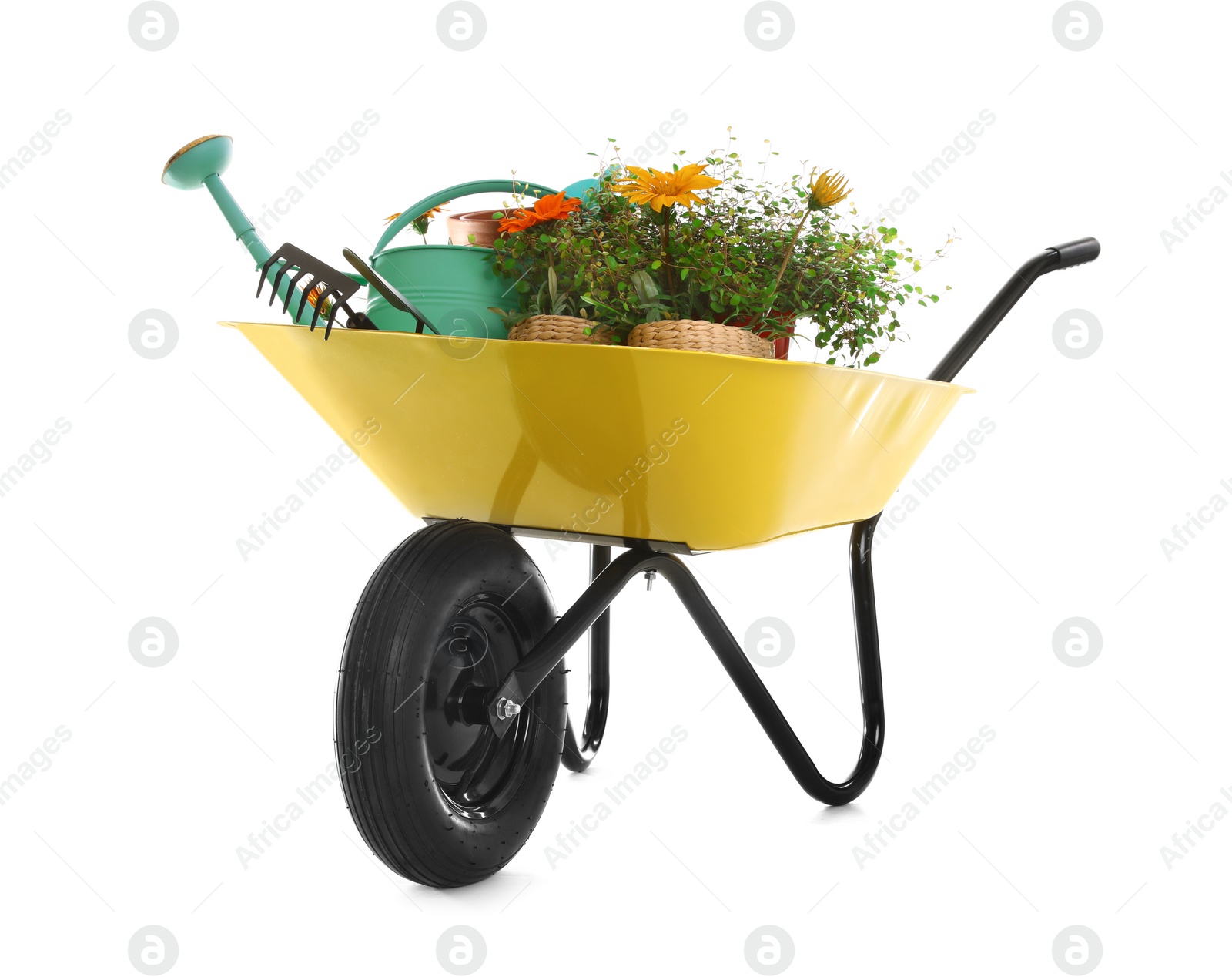 Photo of Wheelbarrow with flowers and gardening tools isolated on white