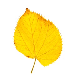 Photo of Beautiful autumn leaf on white background. Fall foliage