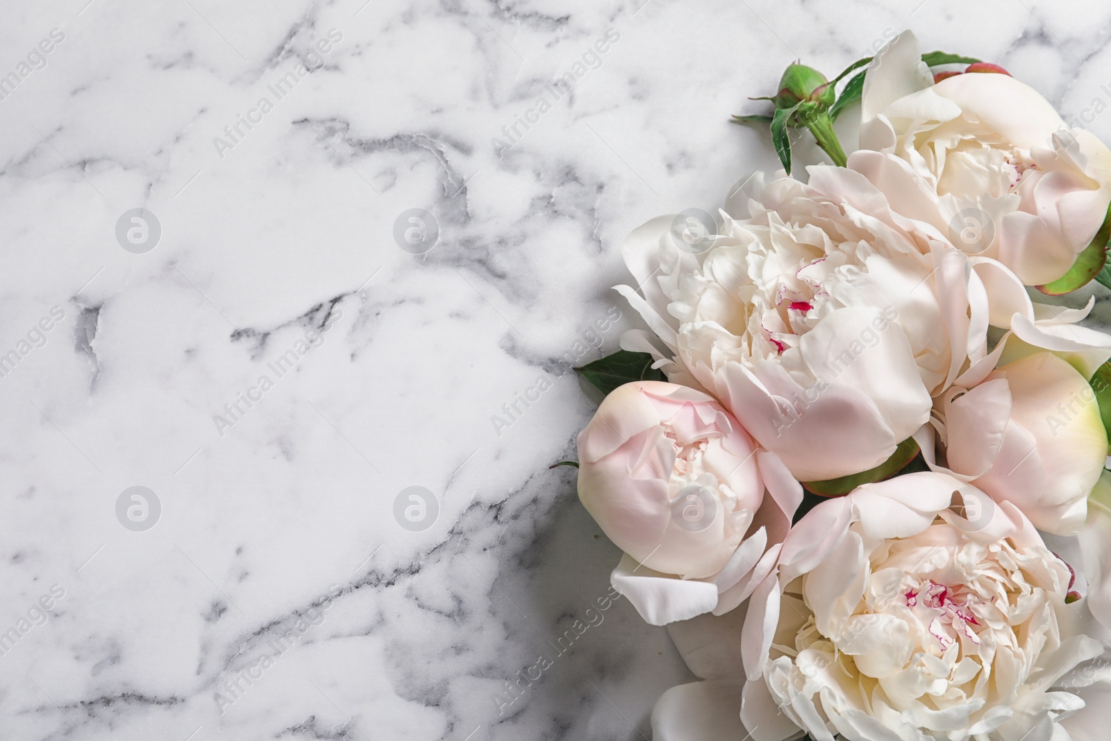 Photo of Beautiful blooming peony flowers on marble background