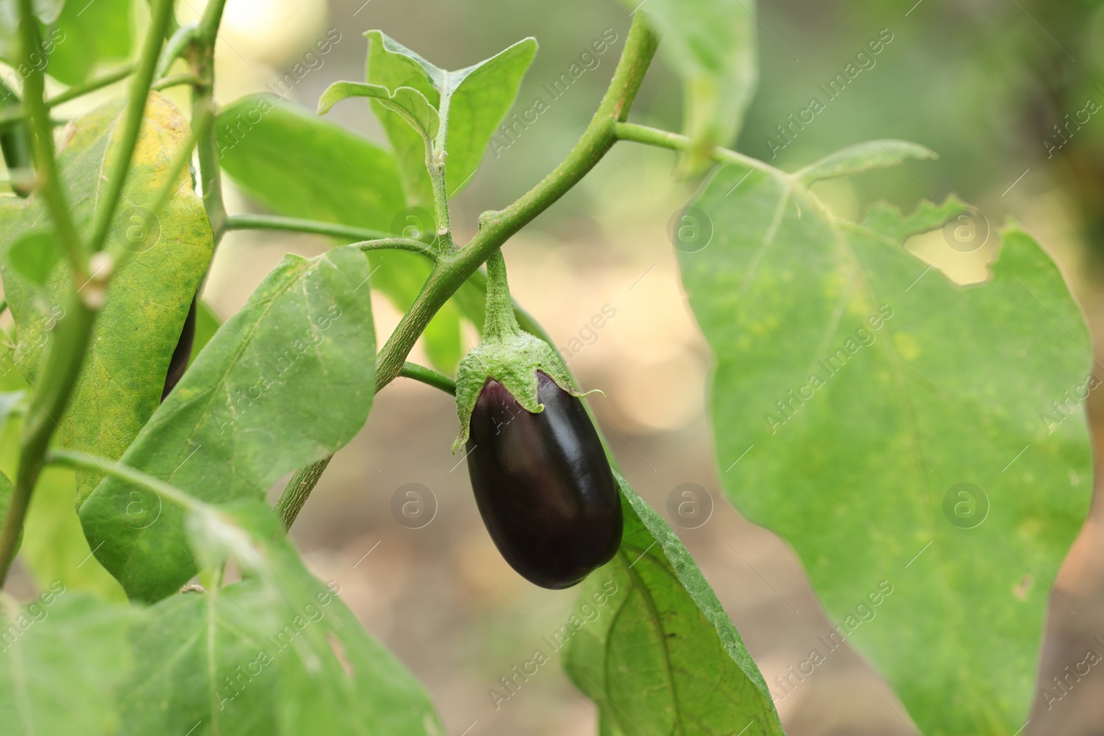 Photo of One small eggplant growing on stem outdoors