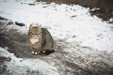 Homeless cat outdoors on winter day. Abandoned animal