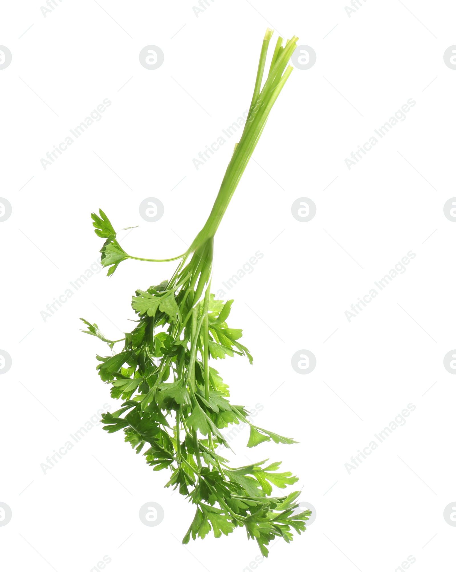 Photo of Bunch of fresh green parsley on white background