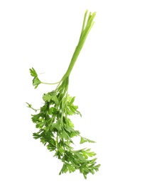 Photo of Bunch of fresh green parsley on white background