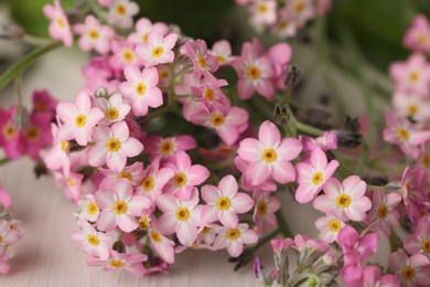 Photo of Beautiful pink Forget-me-not flowers on white wooden table, closeup