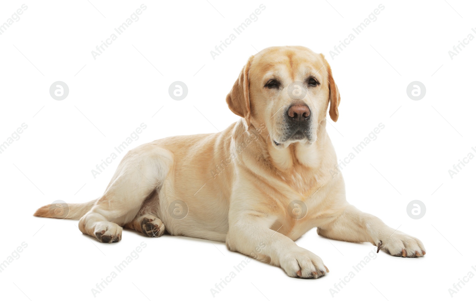 Photo of Yellow labrador retriever lying on white background