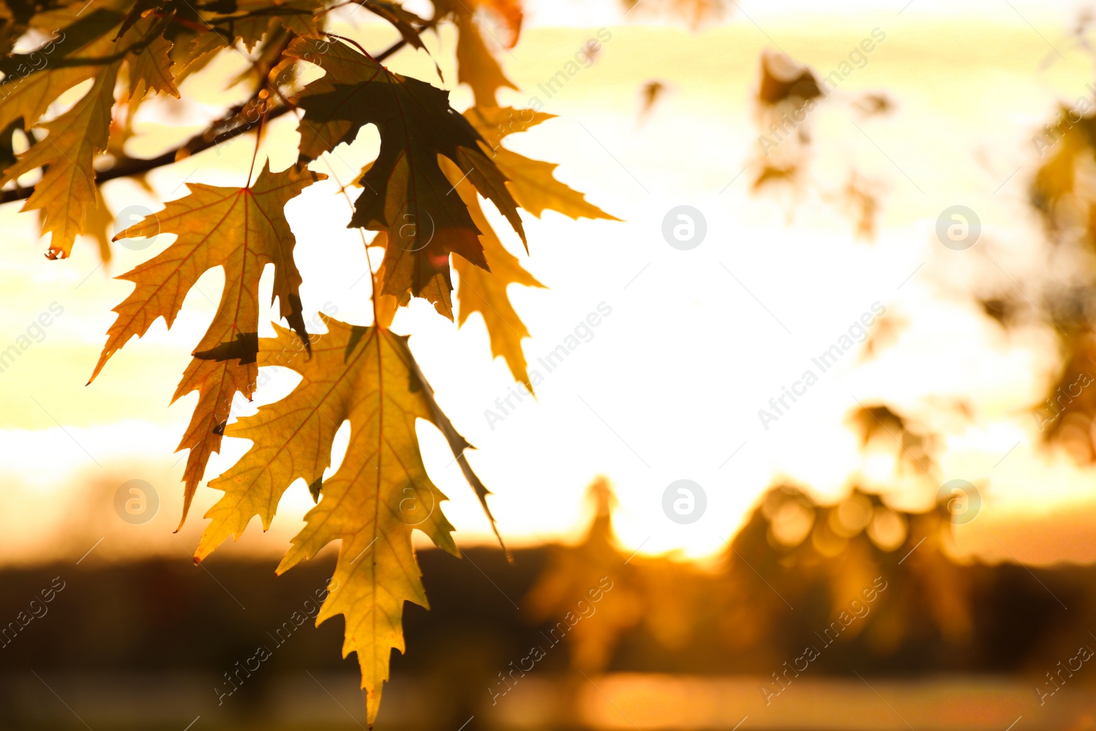 Photo of Tree branch with sunlit golden leaves in park, closeup. Autumn season