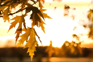 Photo of Tree branch with sunlit golden leaves in park, closeup. Autumn season