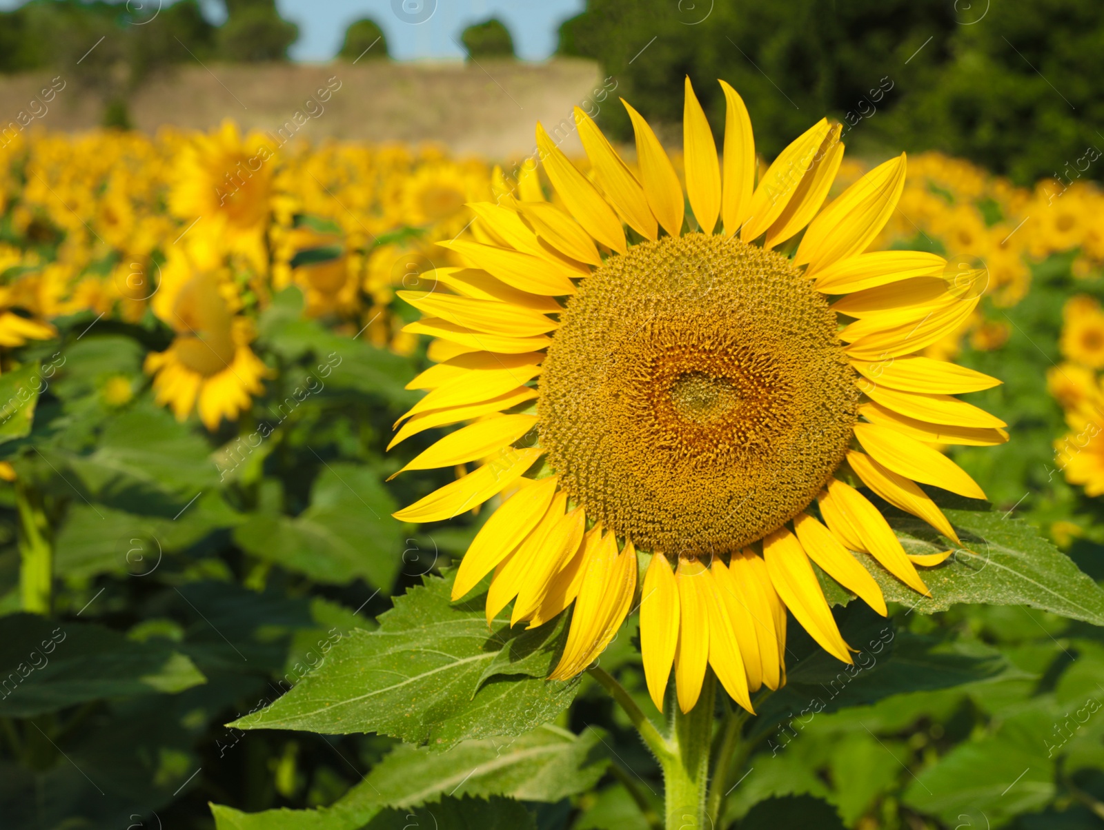 Photo of Beautiful sunflowers growing in field on sunny day