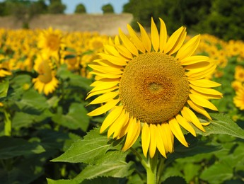 Beautiful sunflowers growing in field on sunny day