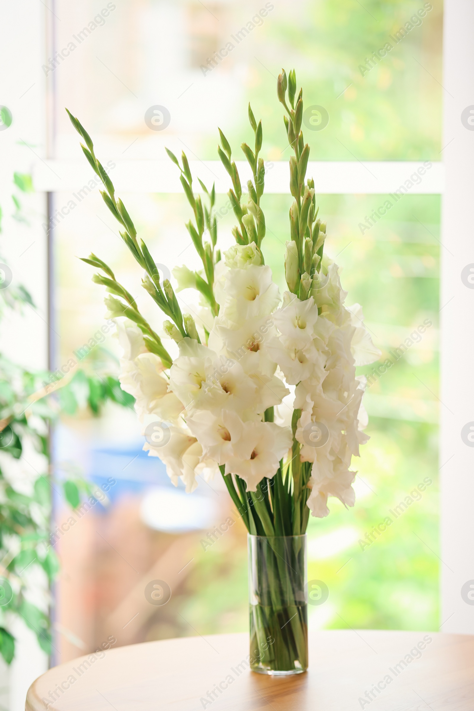 Photo of Vase with beautiful white gladiolus flowers on wooden table in room