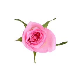 Photo of One tender pink rose isolated on white