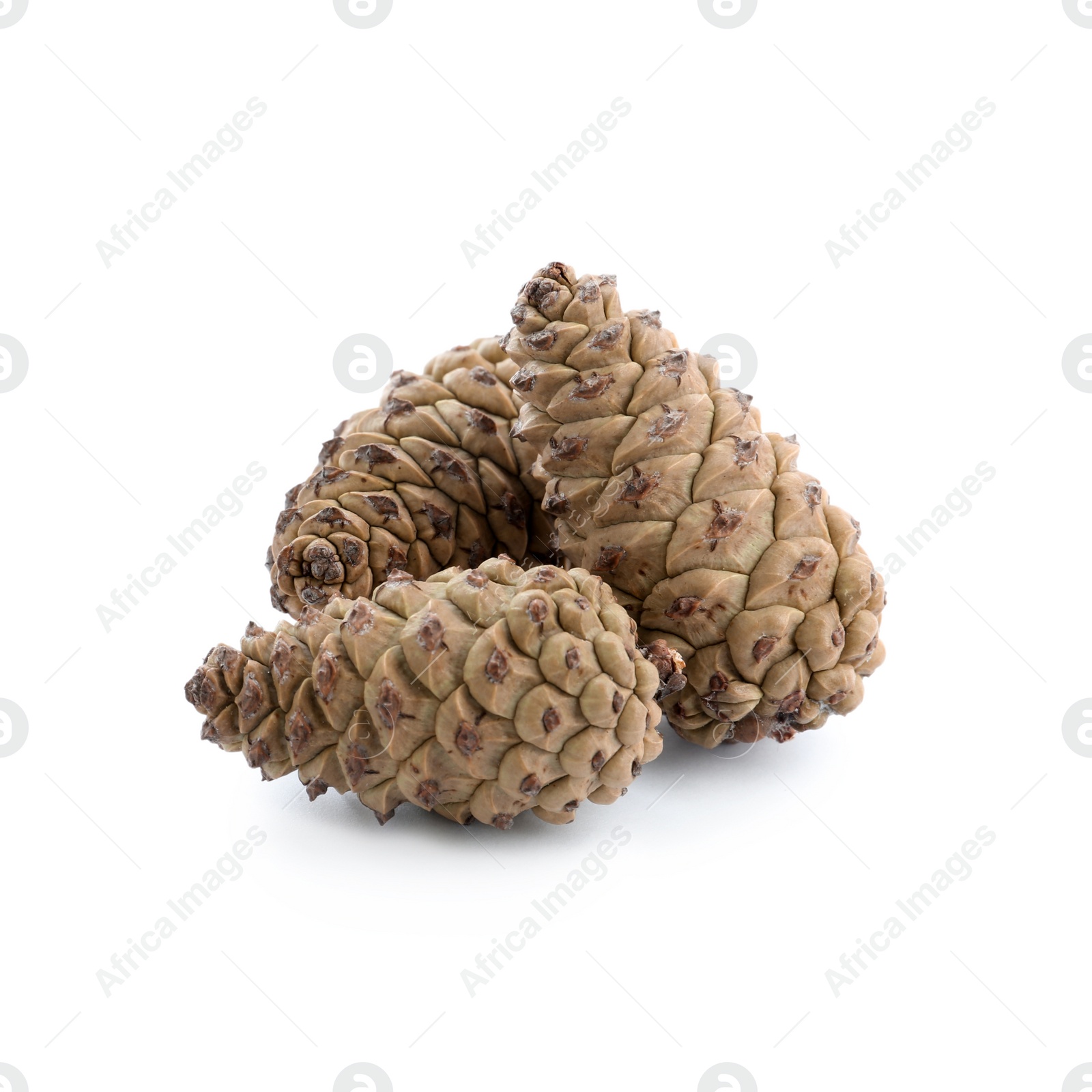 Photo of Fresh young conifer cones on white background