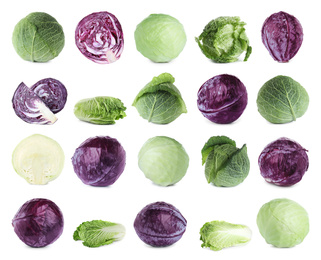 Set of different fresh cabbages on white background