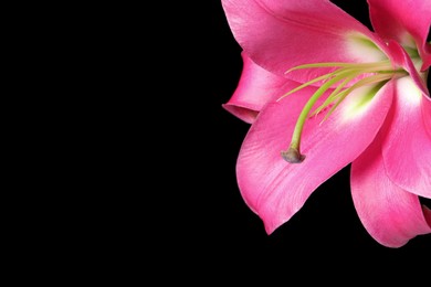 Photo of Beautiful pink lily flower on black background, closeup. Space for text